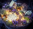 Mini Garden with Lights