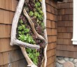 Driftwood wall planter